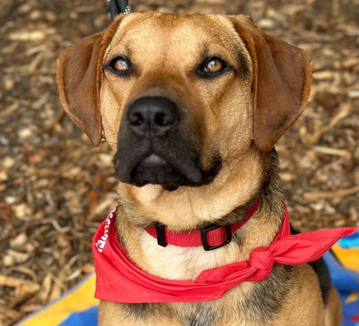 Texas, an adoptable Black Mouth Cur & Terrier Mix in Bloomfield, CT_image-1