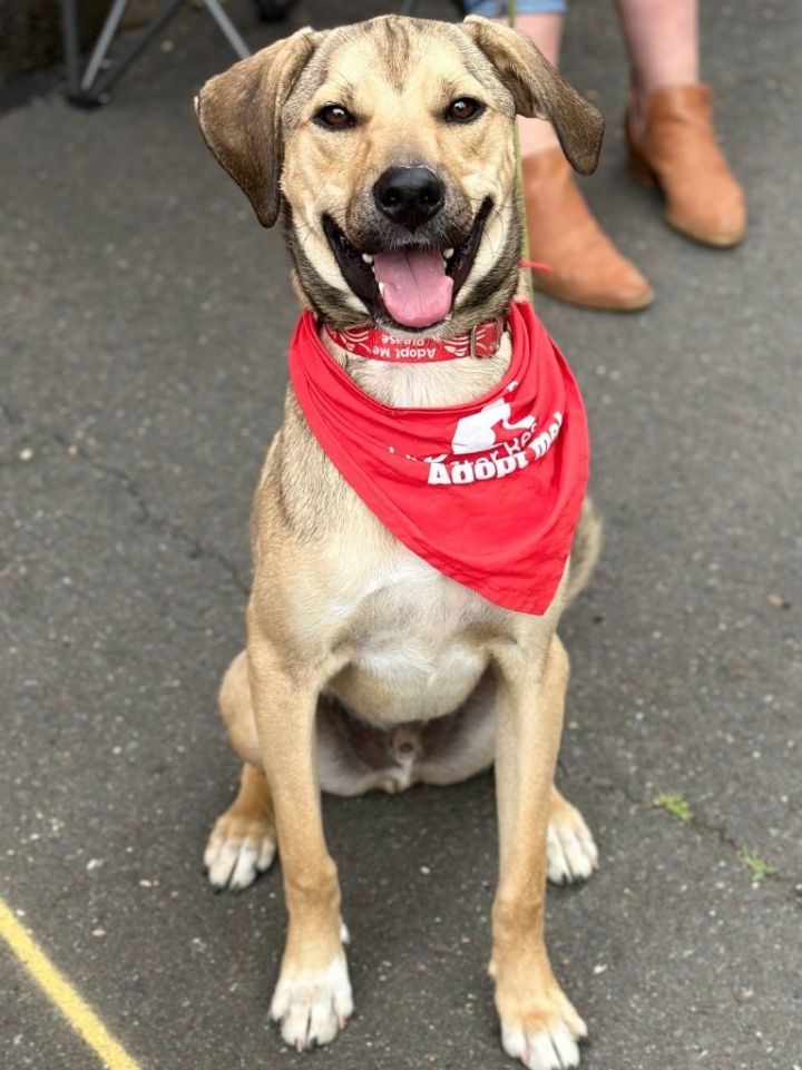 Diablo, an adoptable Black Mouth Cur & Terrier Mix in Bloomfield, CT_image-2