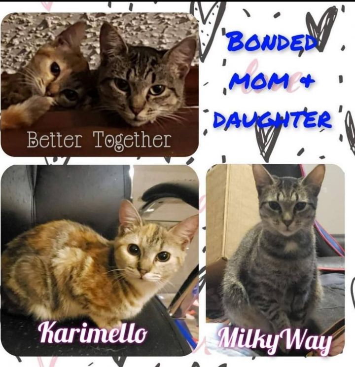 Karimello and Milky Way*** BONDED Mother/Daughter, an adoptable Torbie & Tabby Mix in North Berwick, ME_image-1
