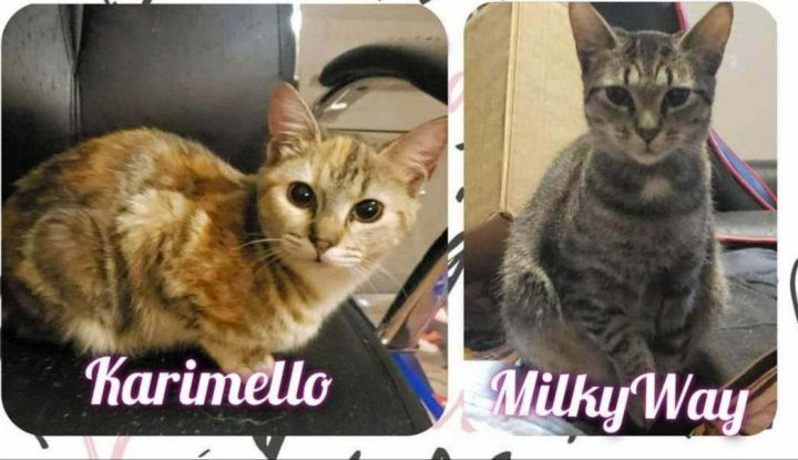 Karimello and Milky Way*** BONDED Mother/Daughter, an adoptable Torbie & Tabby Mix in North Berwick, ME_image-2
