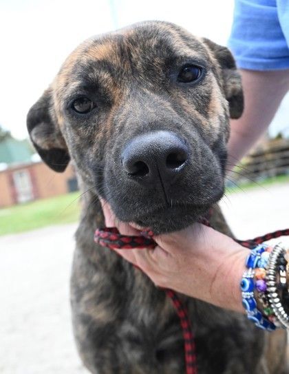 Prentice, an adoptable Mixed Breed in Ridgeland, SC_image-1
