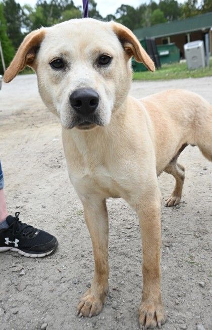 Kismet, an adoptable Yellow Labrador Retriever in Ridgeland, SC_image-4
