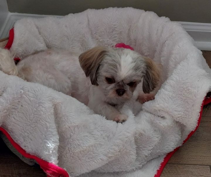 Bette (SC), an adoptable Shih Tzu in Little River, SC_image-2