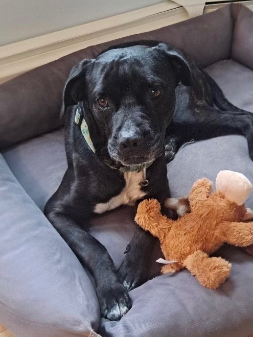 Barney , an adoptable Rottweiler & Labrador Retriever Mix in Medford, NY_image-1