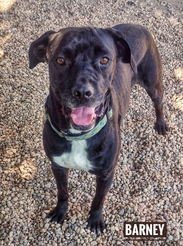 Barney , an adoptable Rottweiler & Labrador Retriever Mix in Medford, NY_image-1
