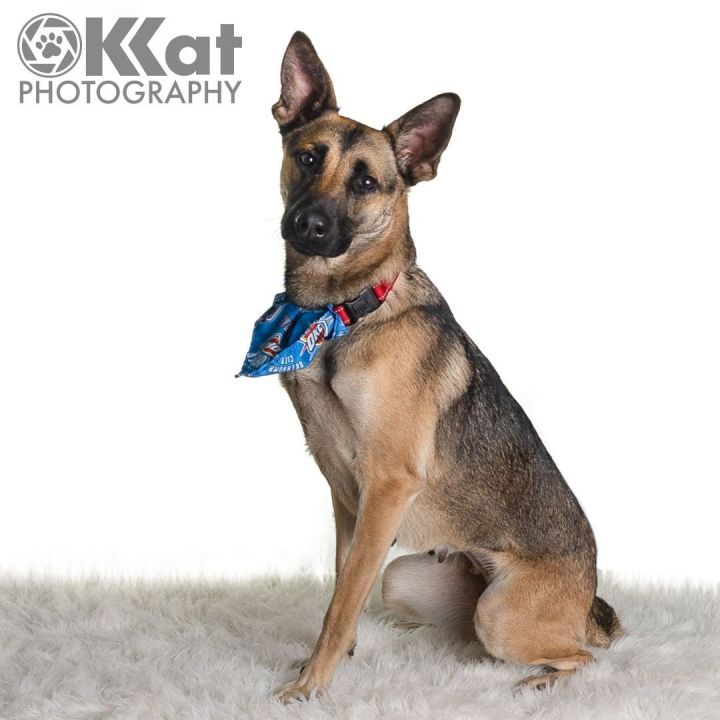 Liberty, an adoptable German Shepherd Dog Mix in Oklahoma City, OK_image-4