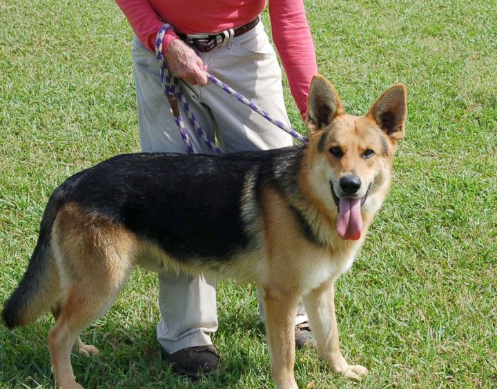 Faded black and hot sale tan german shepherd