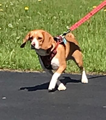 Ella Bella, an adoptable Beagle in West Decatur, PA_image-4