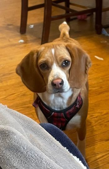 Ella Bella, an adoptable Beagle in West Decatur, PA_image-5