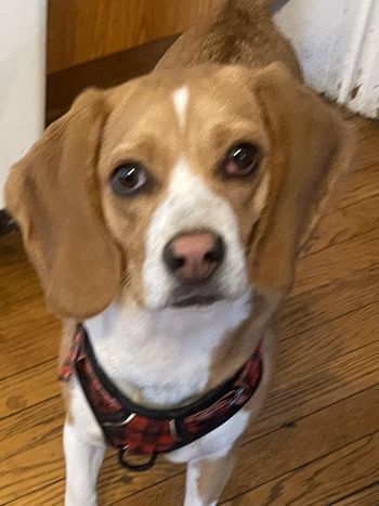 Ella Bella, an adoptable Beagle in West Decatur, PA_image-1
