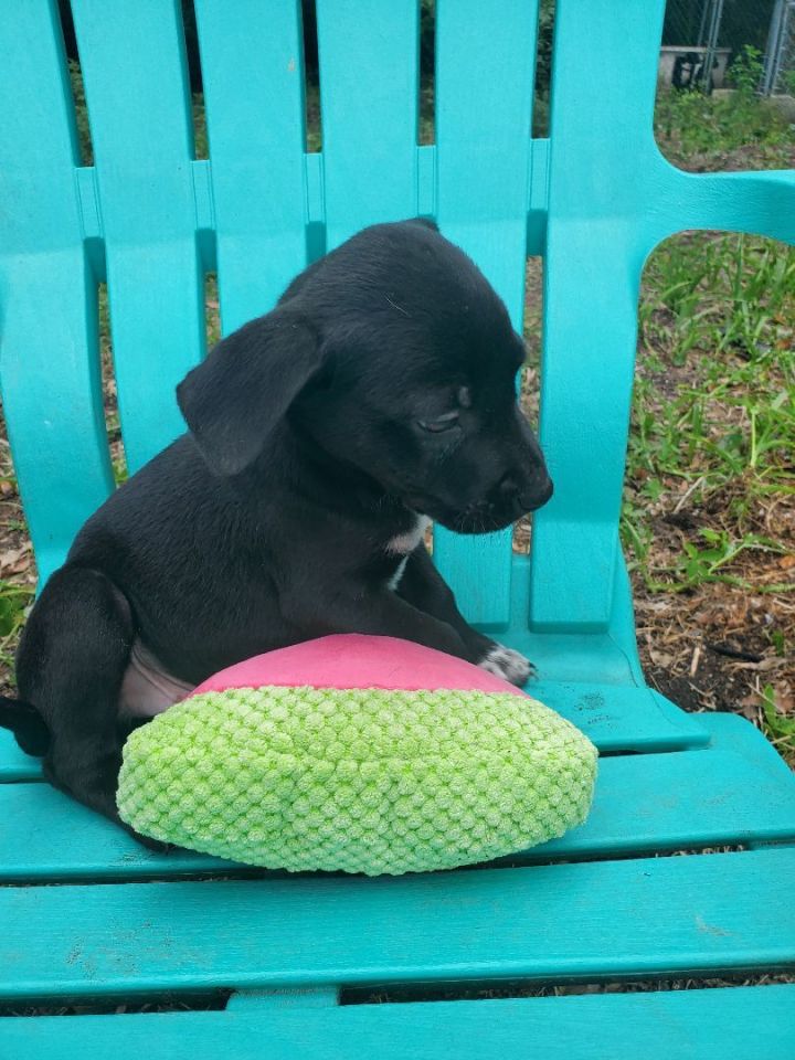 Lucky, an adoptable Black Labrador Retriever & Pointer Mix in Saint Augustine, FL_image-2