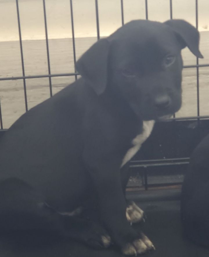 Lucky, an adoptable Black Labrador Retriever & Pointer Mix in Saint Augustine, FL_image-1