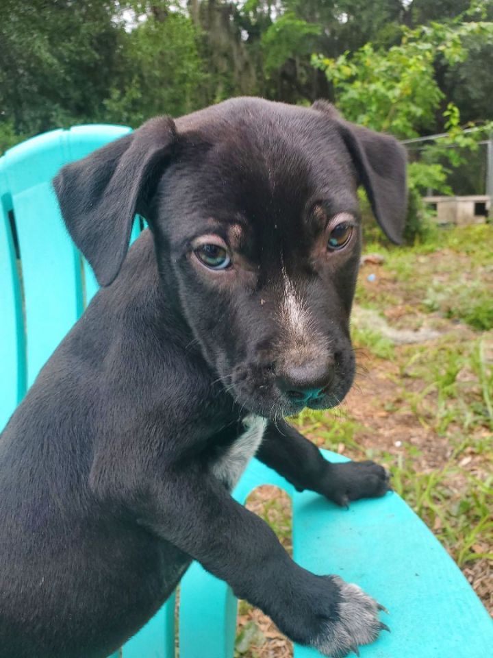 Lance, an adopted Black Labrador Retriever & Pointer Mix in Saint Augustine, FL_image-1
