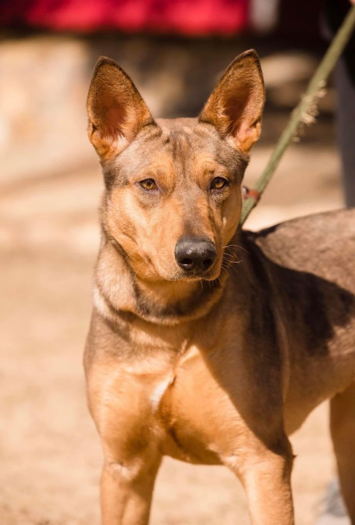 Babs, an adoptable Belgian Shepherd / Malinois & Husky Mix in Weatherford, TX_image-3