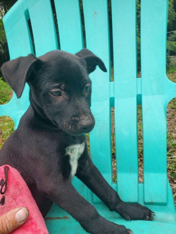 Lauren, an adoptable American Staffordshire Terrier & Black Labrador Retriever Mix in Saint Augustine, FL_image-1