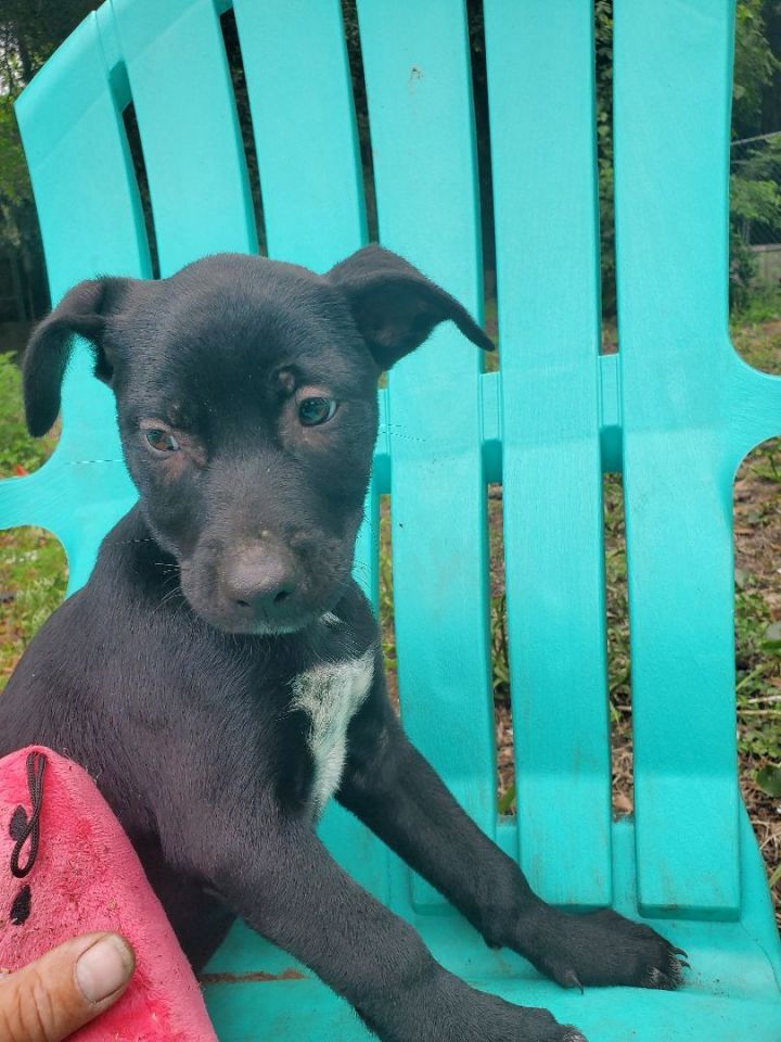 Lauren, an adoptable American Staffordshire Terrier & Black Labrador Retriever Mix in Saint Augustine, FL_image-2