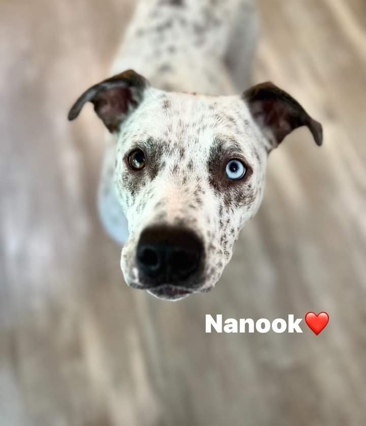 Nanook, an adoptable Cattle Dog Mix in Weatherford, TX_image-1