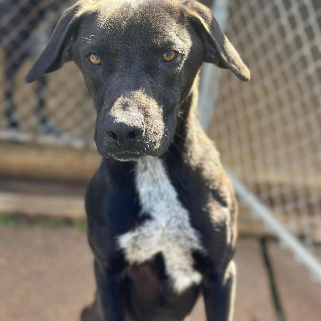 Edge, an adoptable Labrador Retriever in Shreveport, LA, 71119 | Photo Image 1