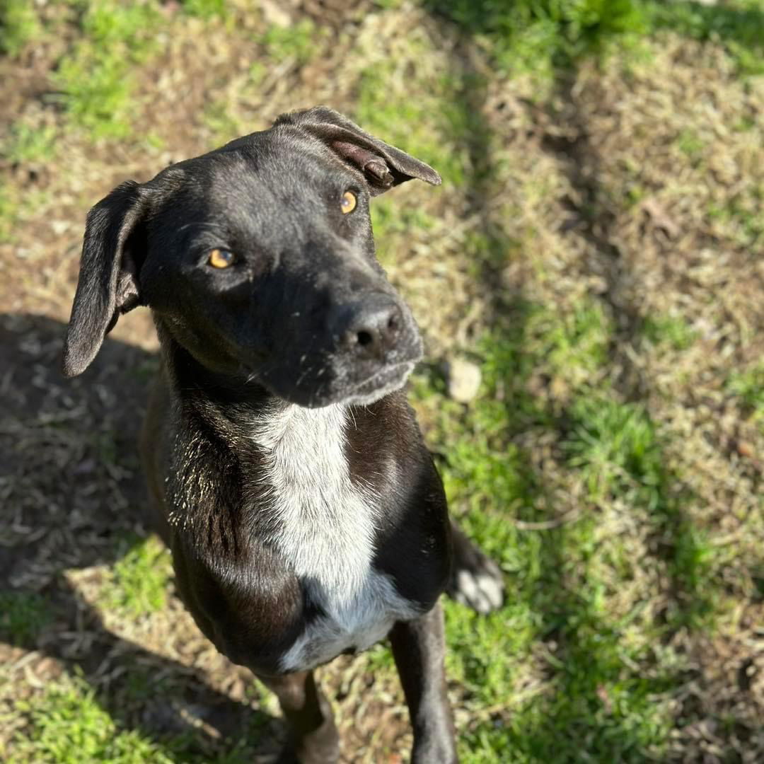 Edge, an adoptable Labrador Retriever in Shreveport, LA, 71119 | Photo Image 2