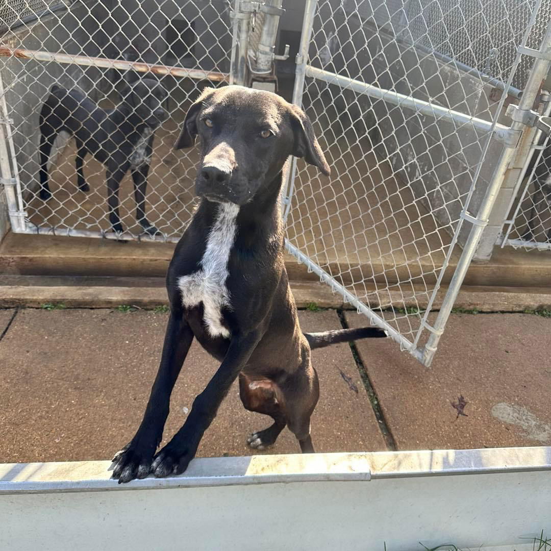 Edge, an adoptable Labrador Retriever in Shreveport, LA, 71119 | Photo Image 3