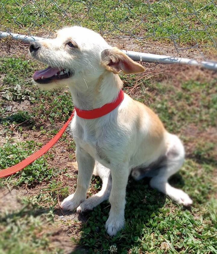 Jack russell store and terrier mix