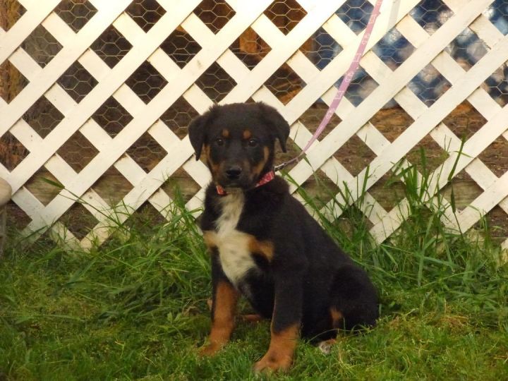 Dog for adoption - Sargeant, a Great Pyrenees & Rottweiler Mix in  Harrisburg, PA | Petfinder