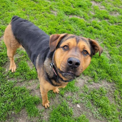 Annie, an adoptable Mixed Breed in Ponderay, ID, 83852 | Photo Image 3