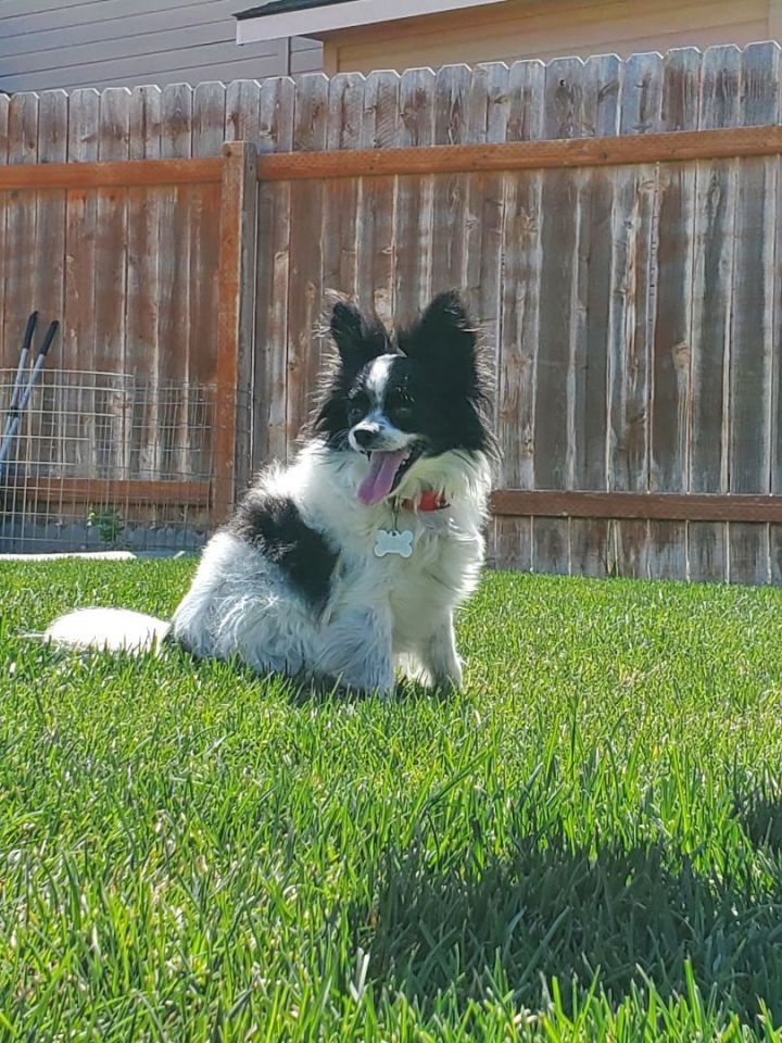 Bella & Piper, an adopted Papillon in Boise, ID_image-2