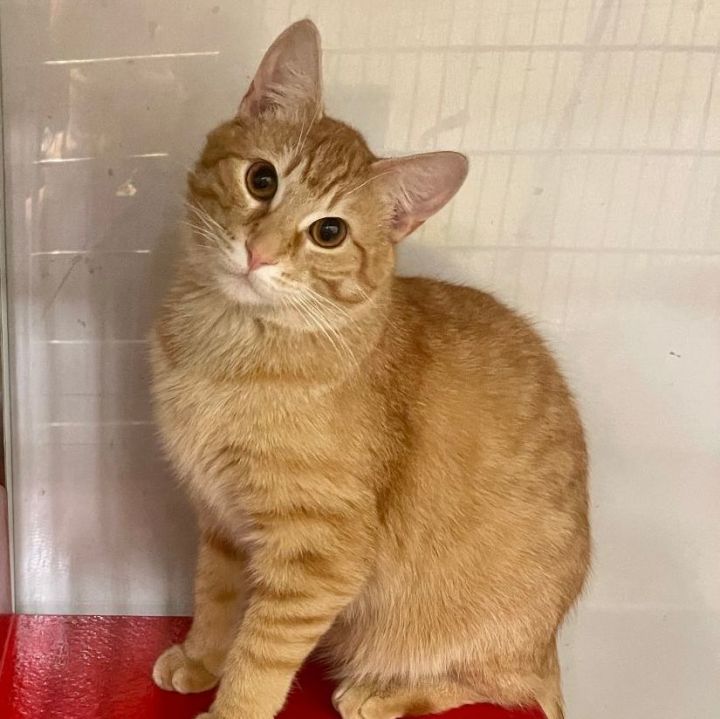 Garfield 1