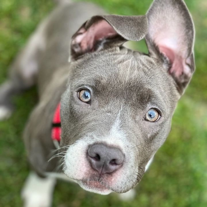 Sky (aka Gracie), an adoptable American Staffordshire Terrier Mix in Rochester, NY_image-2
