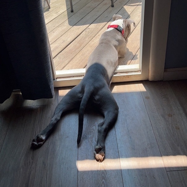 Sky (aka Gracie) 3