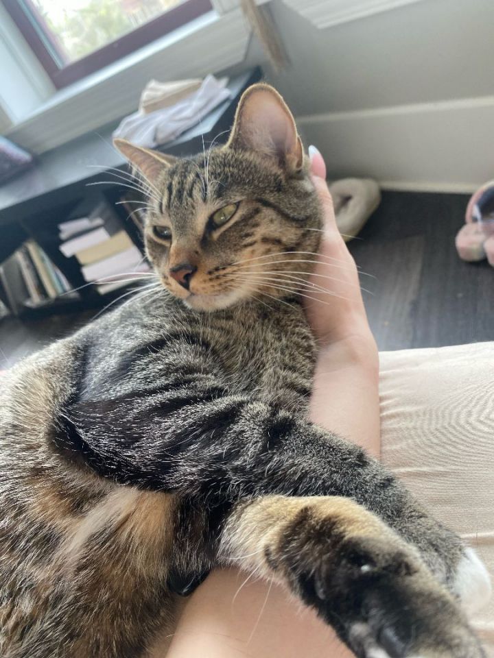 Ollie (Adoption Pending)  4