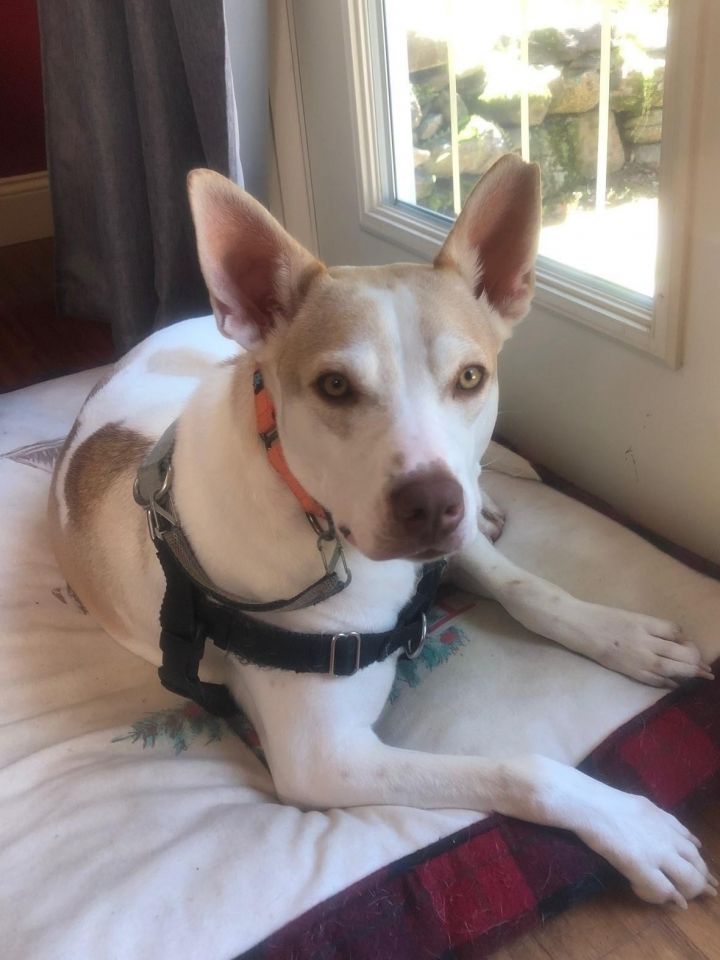 Dingo 1