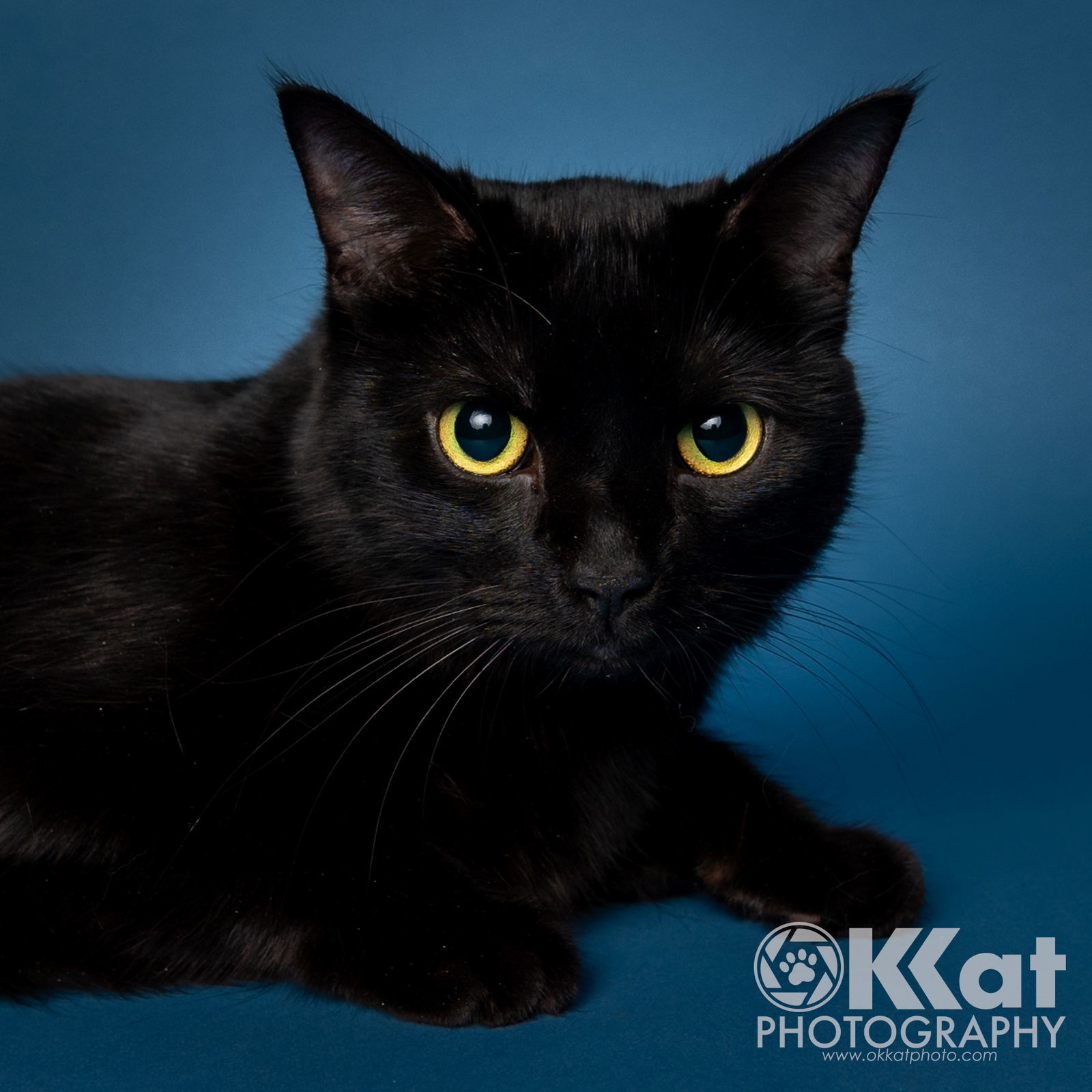 Miranda, an adoptable Domestic Short Hair in Crescent, OK, 73028 | Photo Image 1