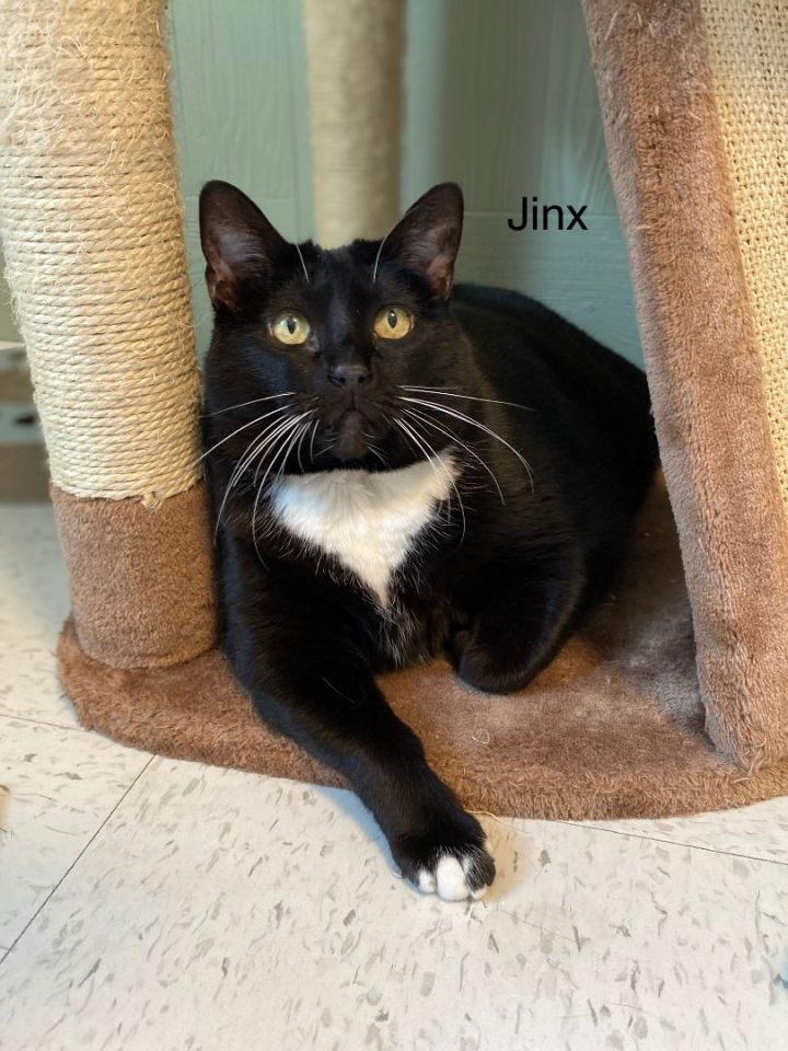 Jinx, an adopted Tuxedo in Medway, MA_image-1