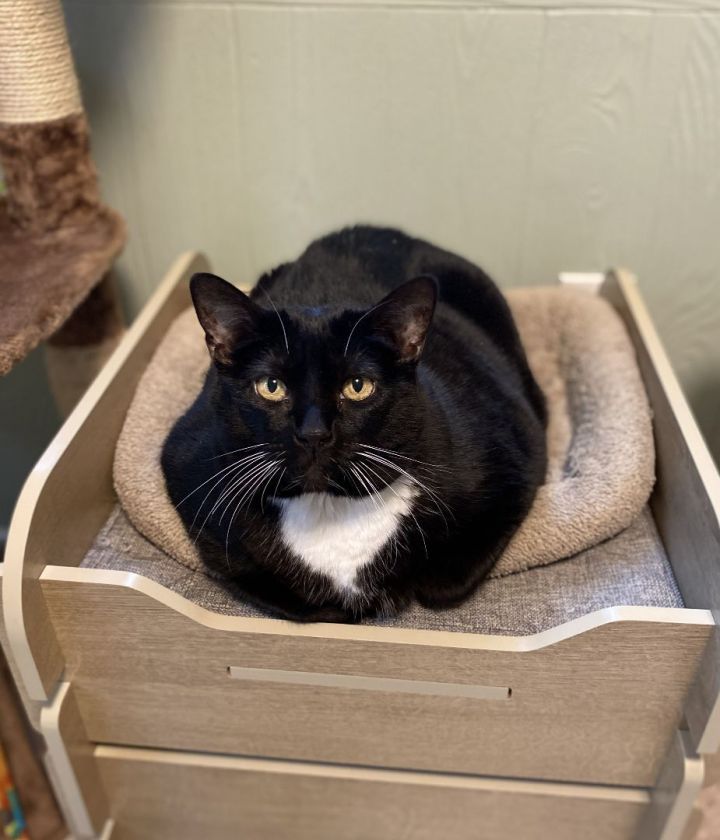 Jinx, an adopted Tuxedo in Medway, MA_image-3