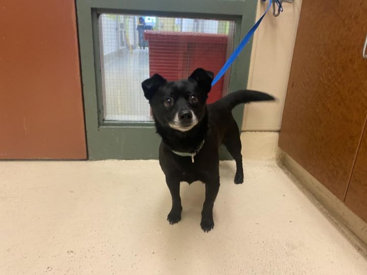 PANTHER, an adoptable Chihuahua in Rancho Cucamonga, CA_image-1