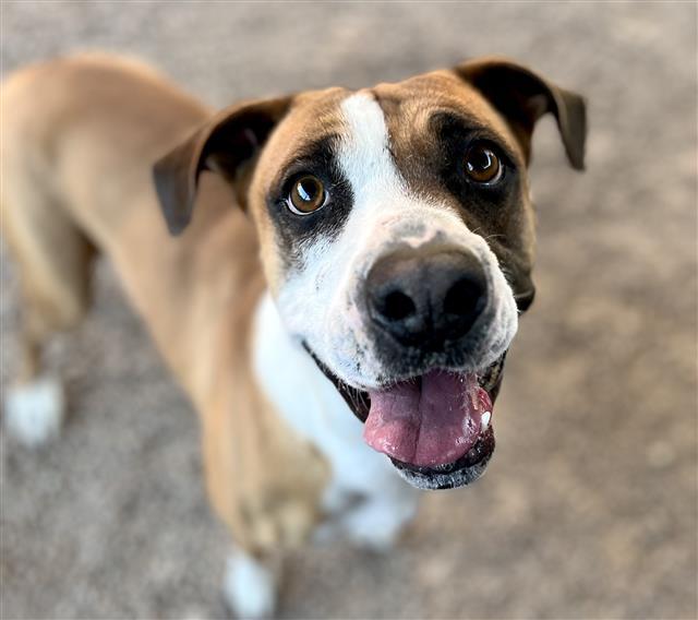 SADIE, an adoptable Pit Bull Terrier, Boxer in Tucson, AZ, 85745 | Photo Image 1