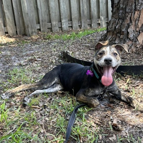 Cielo, an adoptable Mixed Breed in Williston, FL_image-6