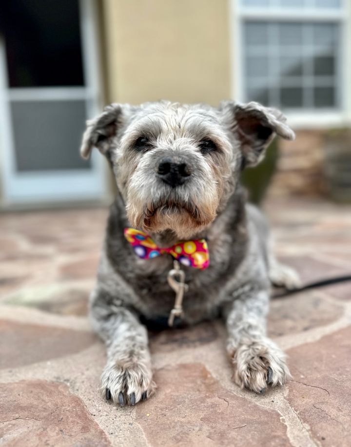 Tilly 1