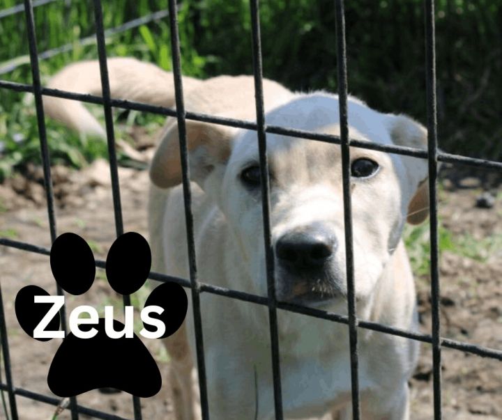 Zeus, an adoptable Labrador Retriever in Marion, IN_image-1