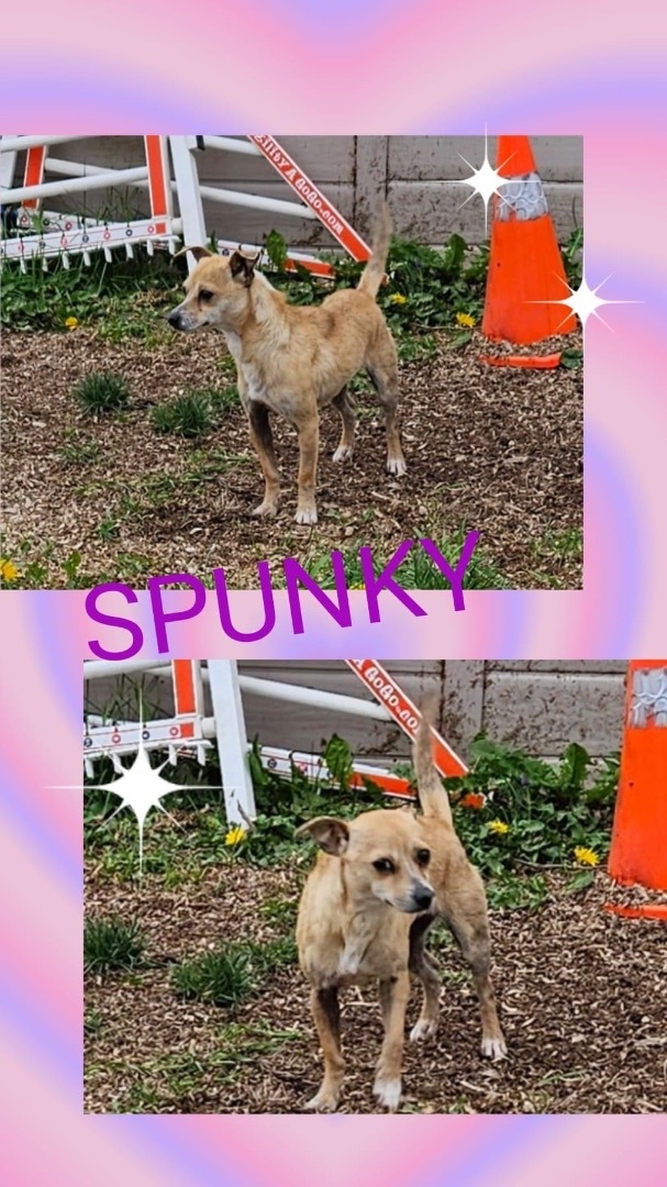 Spunky, a found Chihuahua Mix in Eugene, OR_image-1