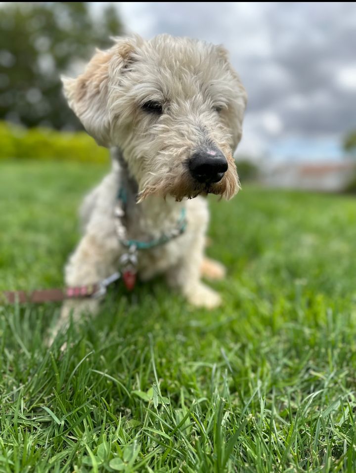 Kermit, an adoptable Miniature Schnauzer & Terrier Mix in West Hollywood, CA_image-1