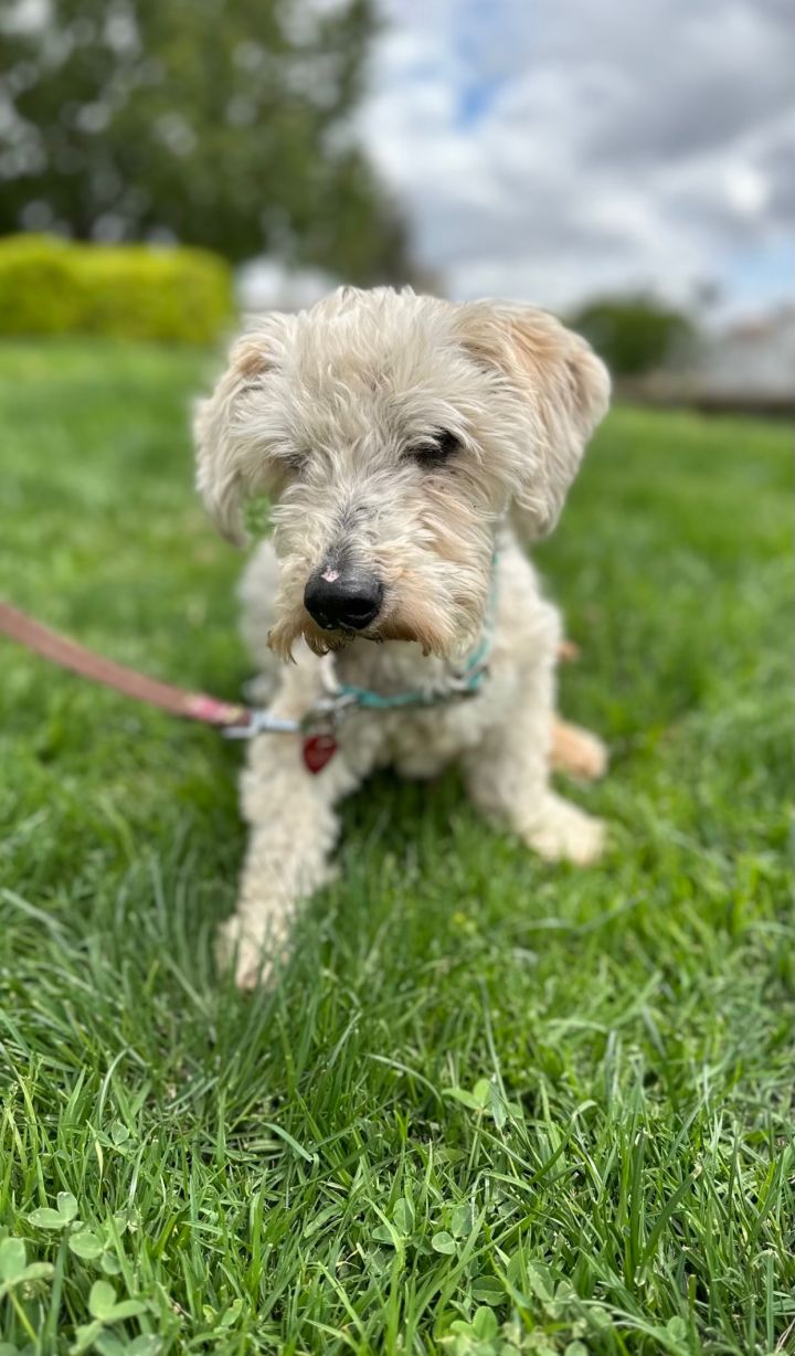 Kermit, an adoptable Miniature Schnauzer & Terrier Mix in West Hollywood, CA_image-2