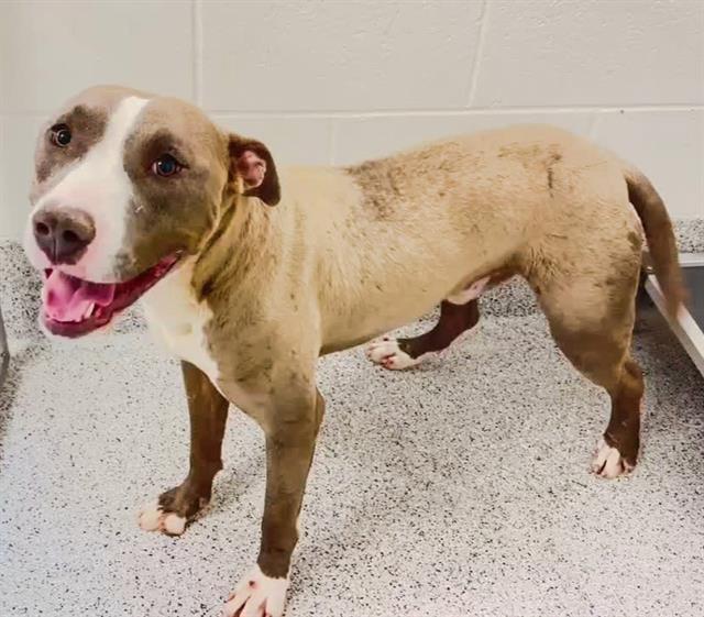 TITAN, an adoptable Pit Bull Terrier in Houston, TX_image-1