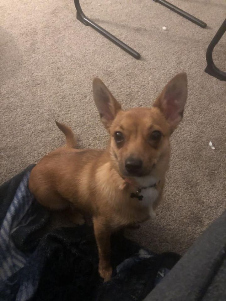 A673196, an adoptable Chihuahua in San Antonio, TX_image-1