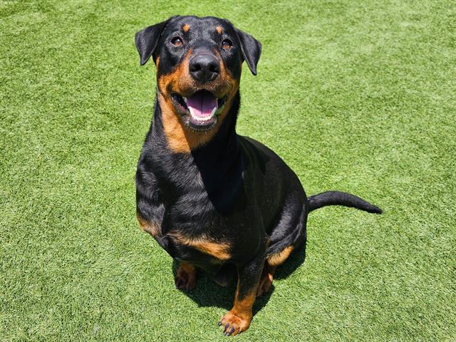 Dog for adoption - BELLA, a Rottweiler Mix in Tustin, CA | Petfinder