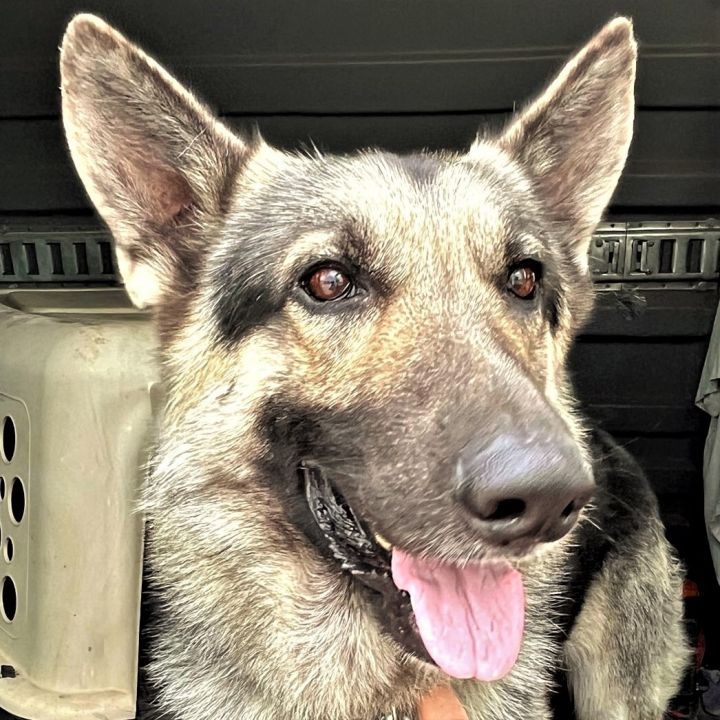 Joshua, an adoptable German Shepherd Dog in Godley, TX_image-1