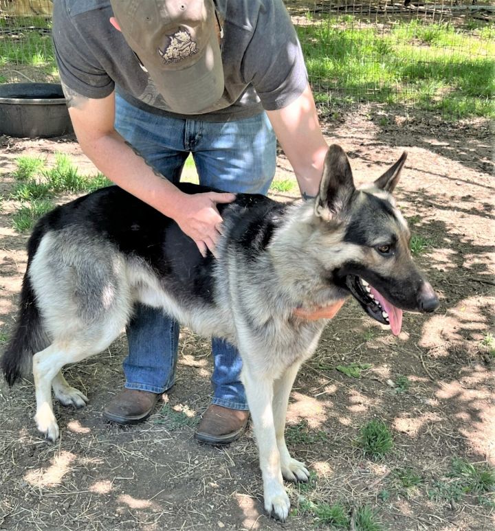 Joshua, an adoptable German Shepherd Dog in Godley, TX_image-2