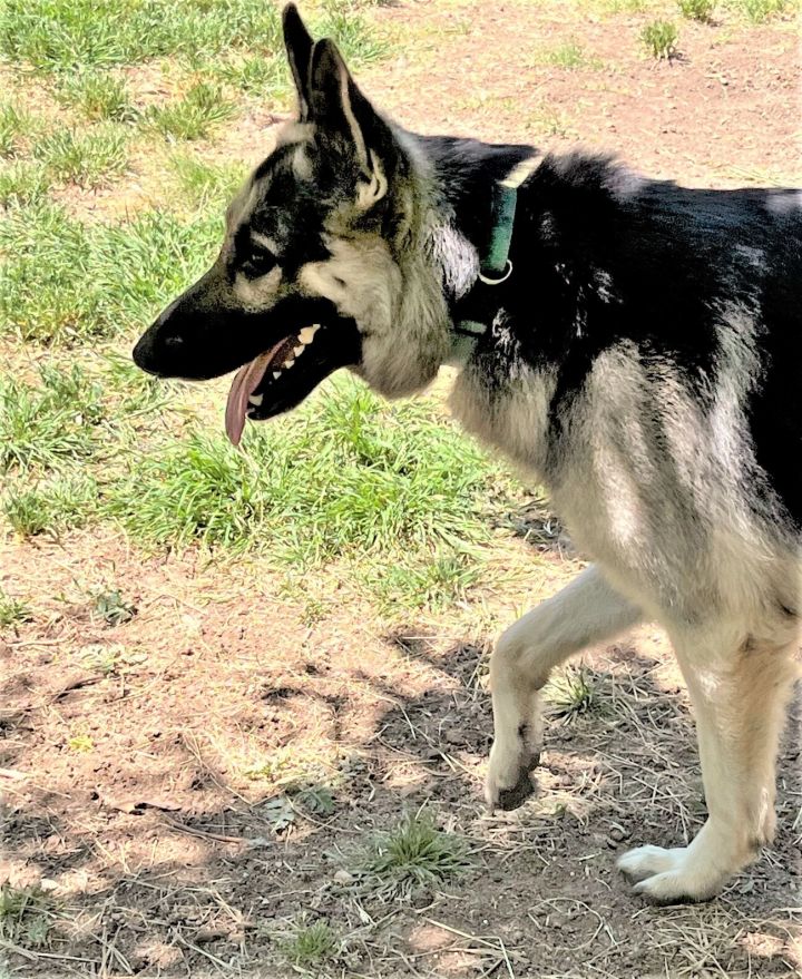 Joshua, an adoptable German Shepherd Dog in Godley, TX_image-5
